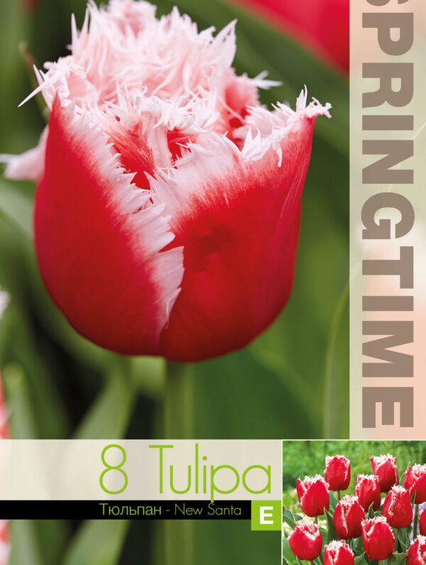Tulipa New Santa