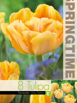Tulipa Foxy Foxtrot