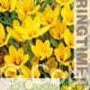 Crocus Korolkowii - RB