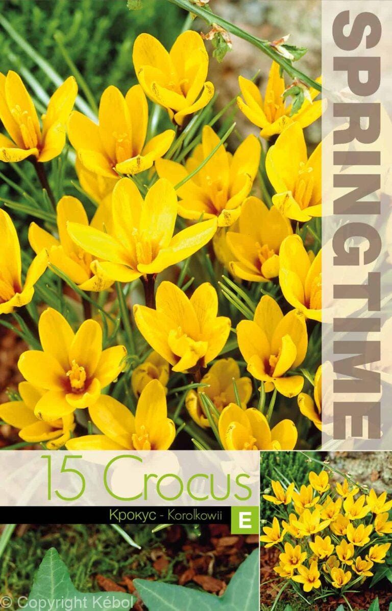 Crocus Korolkowii - RB