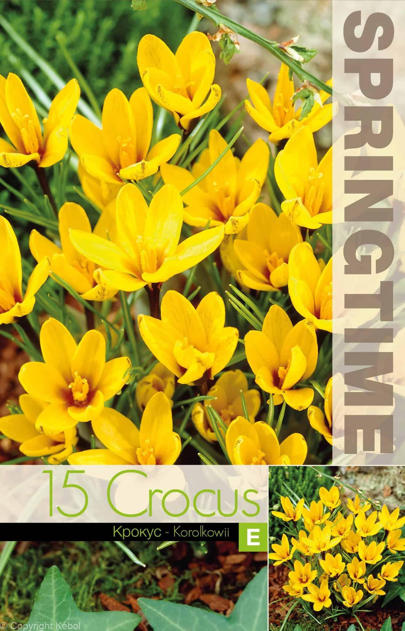 Crocus Korolkowii - RB