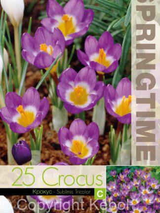Crocus Sublimis Tricolor