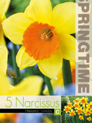 Narcissus Loveday