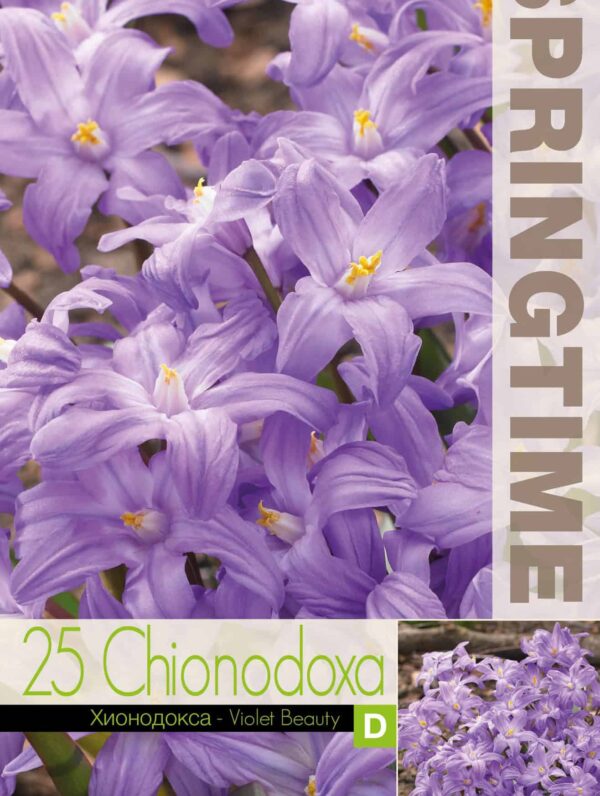 Chionodoxa Violet Beauty