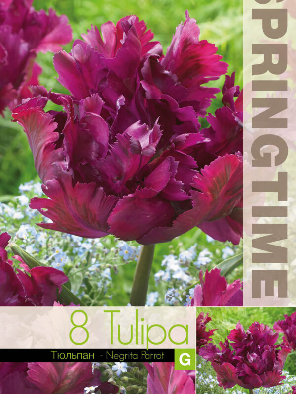 Tulipa Negrita Parrot