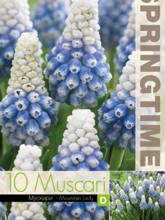 Muscari Mountain Lady