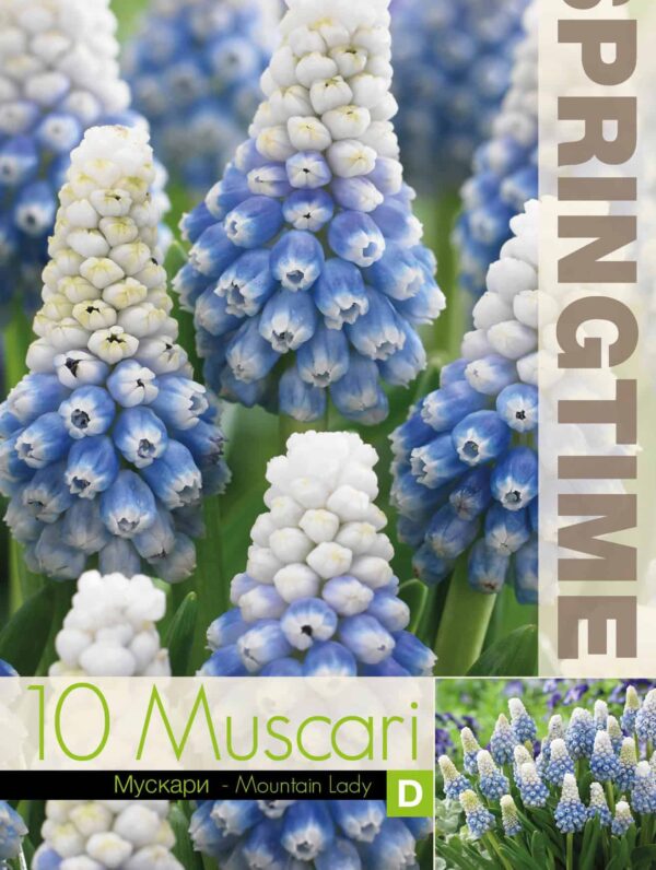 Muscari Mountain Lady