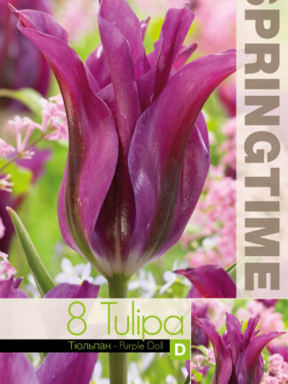 Tulipa Purple Doll