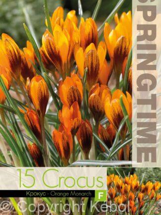 Crocus Orange Monarch - RB
