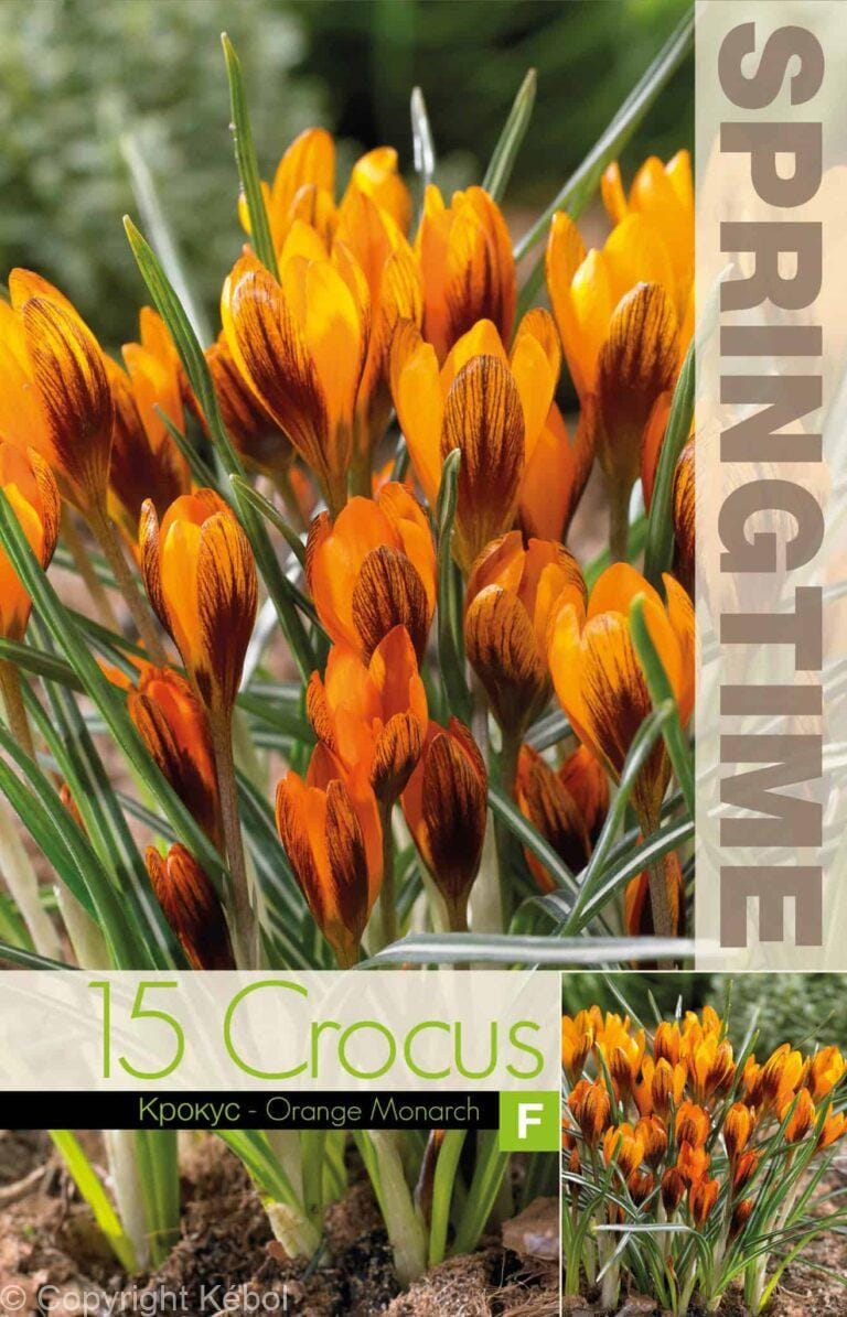 Crocus Orange Monarch - RB