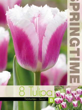 Tulipa Siesta