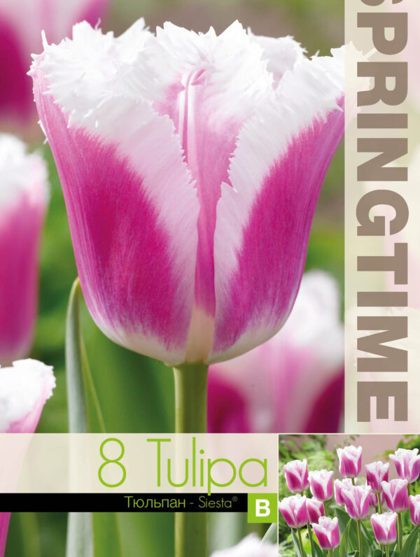 Tulipa Siesta