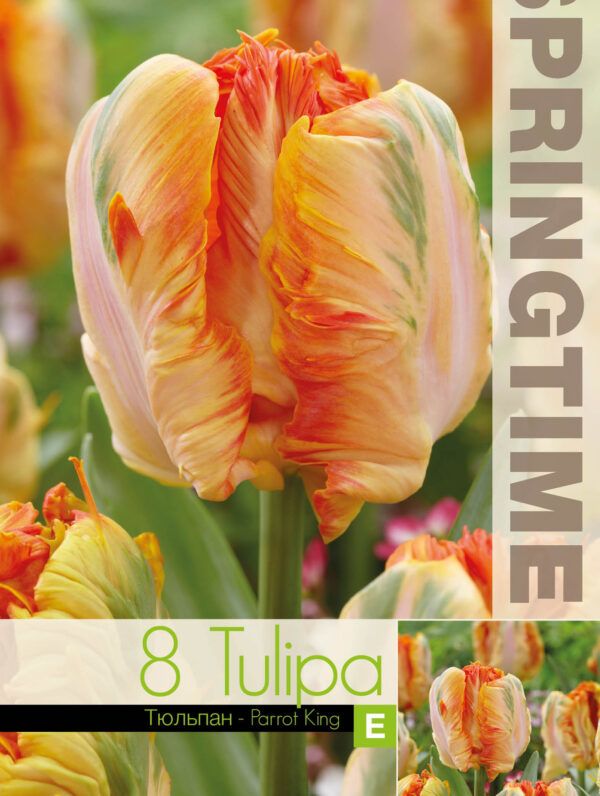 Tulipa Parrot King