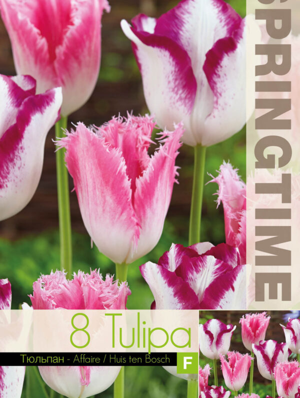 Tulipa Affaire/Huis ten Bosch