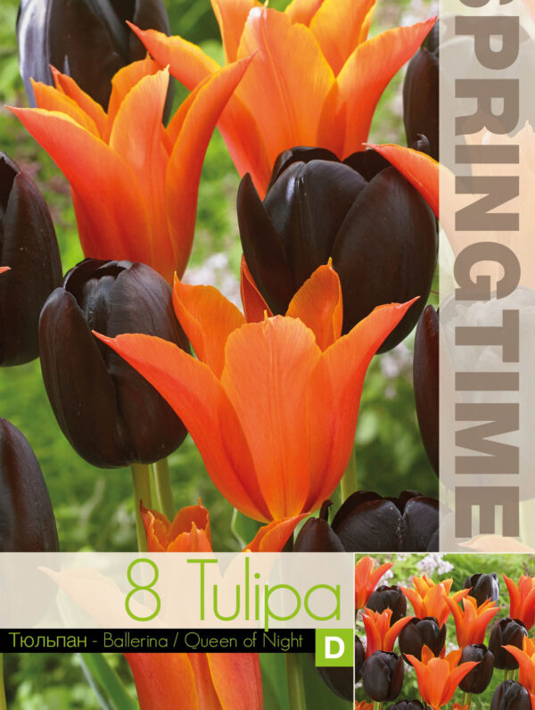 Tulipa Ballerina/Queen of Night