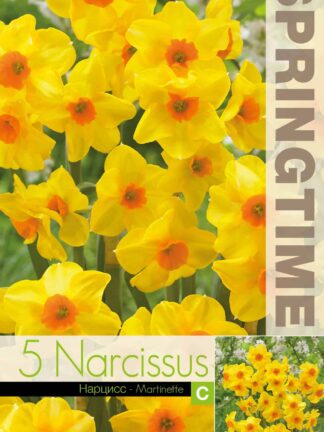 Narcissus Martinette