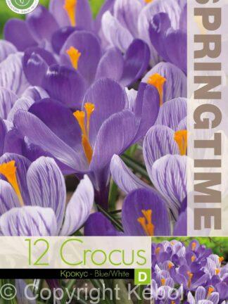 Crocus Blue/White - RB