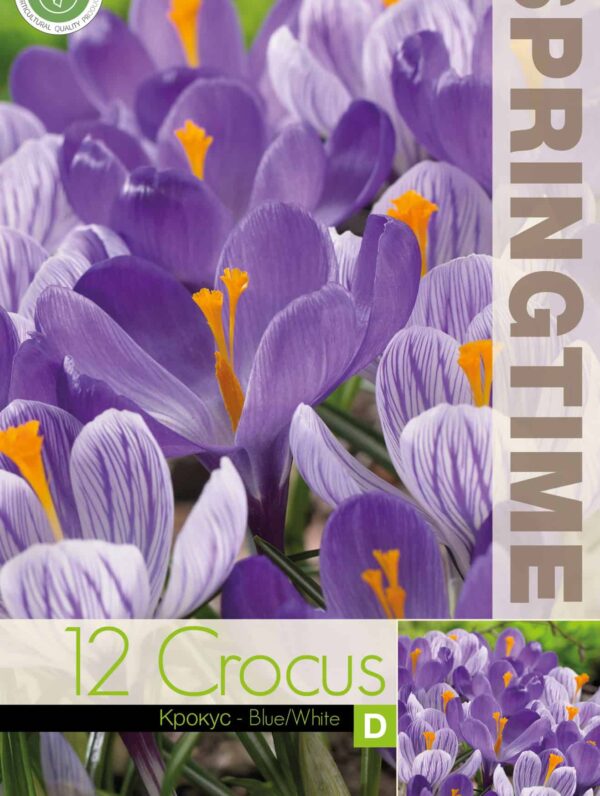 Crocus Blue/White