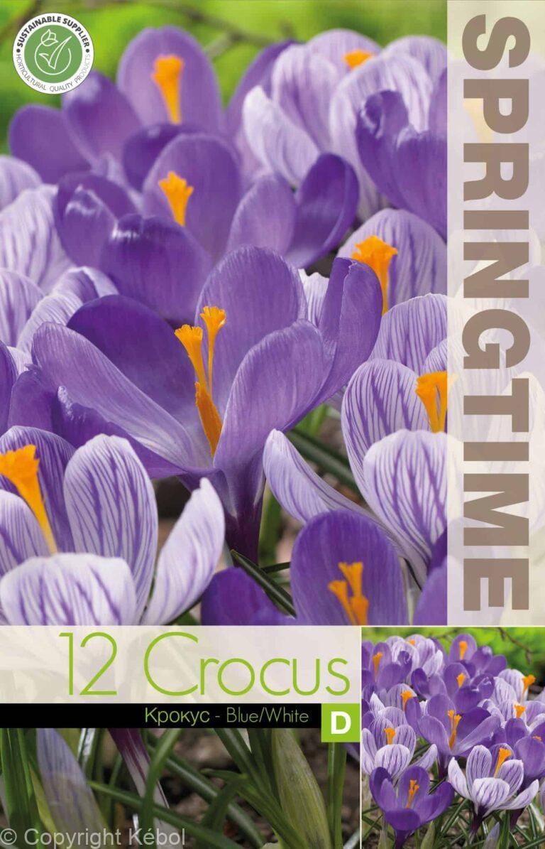 Crocus Blue/White - RB