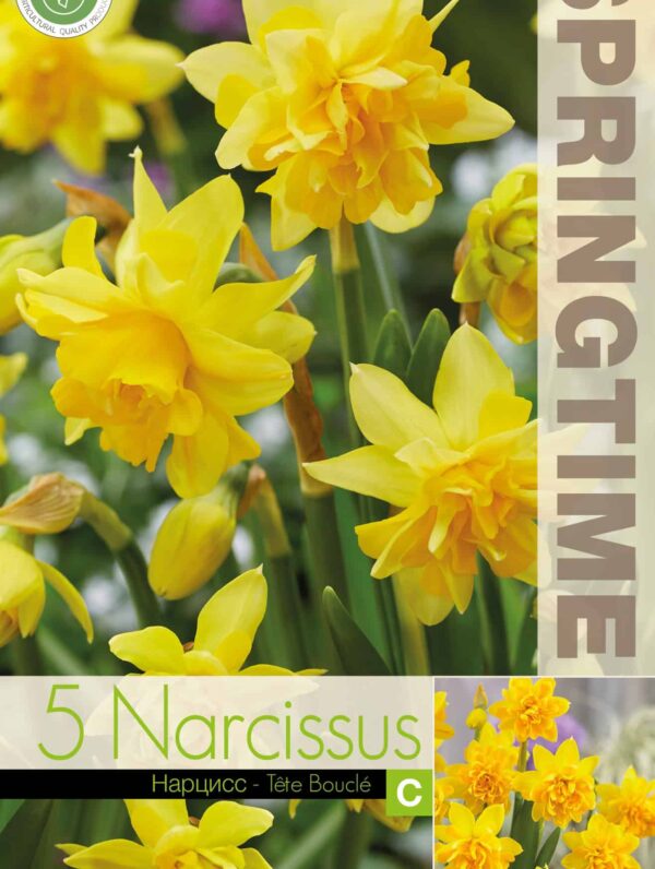 Narcissus Tête Bouclé