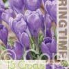 Crocus Hummingbird - RB
