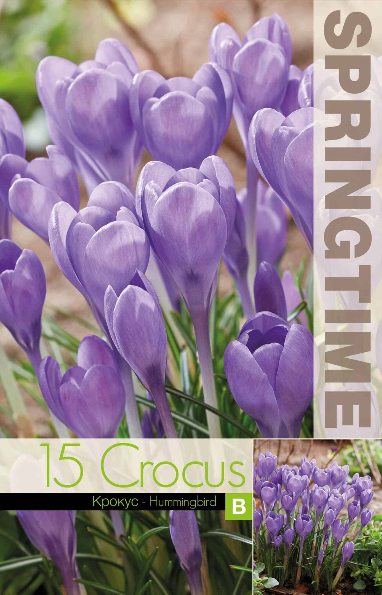 Crocus Hummingbird - RB