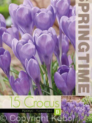 Crocus Hummingbird