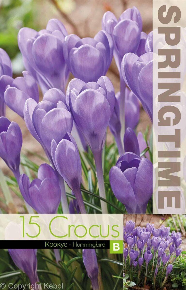 Crocus Hummingbird - RB