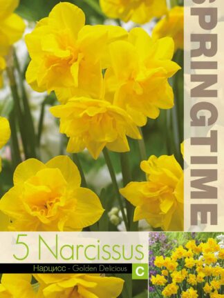 Narcissus Golden Delicious