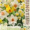 Narcissus Eyecatchers Mixed