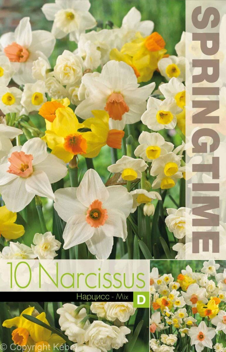 Narcissus Eyecatchers Mixed