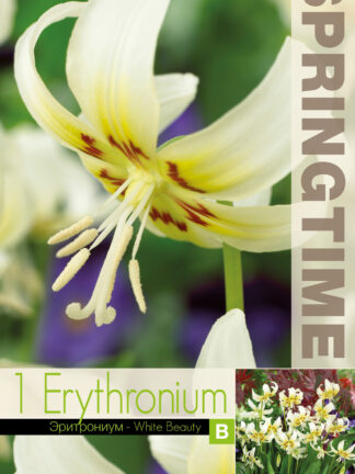 Erythronium White Beauty
