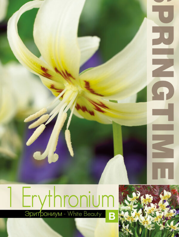 Erythronium White Beauty