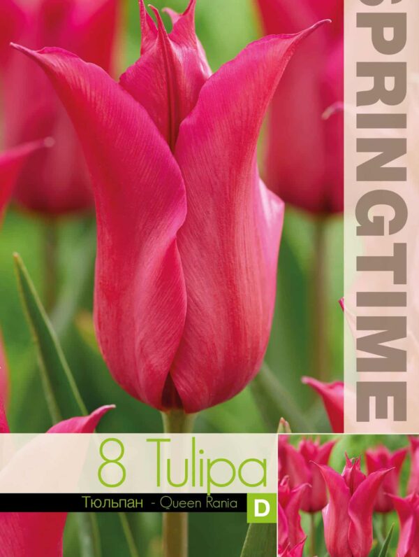 Tulipa Queen Rania