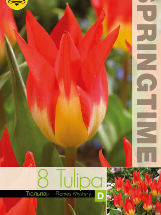 Tulipa Flames Mystery
