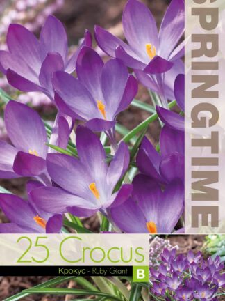 Crocus Ruby Giant - RB