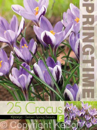 Crocus Sieberi Spring Beauty - RB