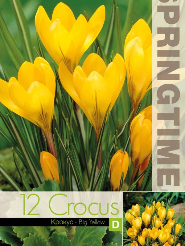 Crocus Big Yellow - RB