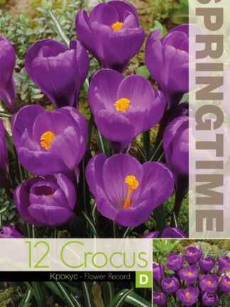 Crocus Flower Record - RB