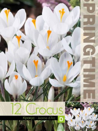 Crocus Jeanne d'Arc - RB