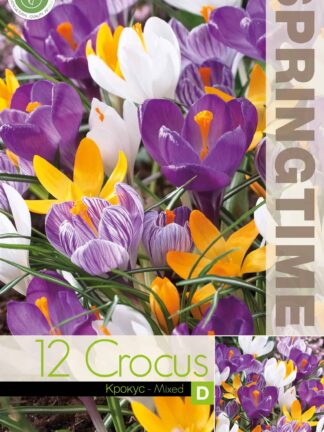 Crocus Big Flowering Mixed - RB