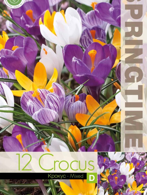 Crocus Big Flowering Mixed - RB