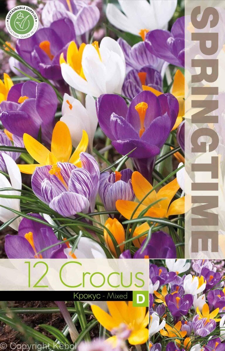 Crocus Big Flowering Mixed - RB