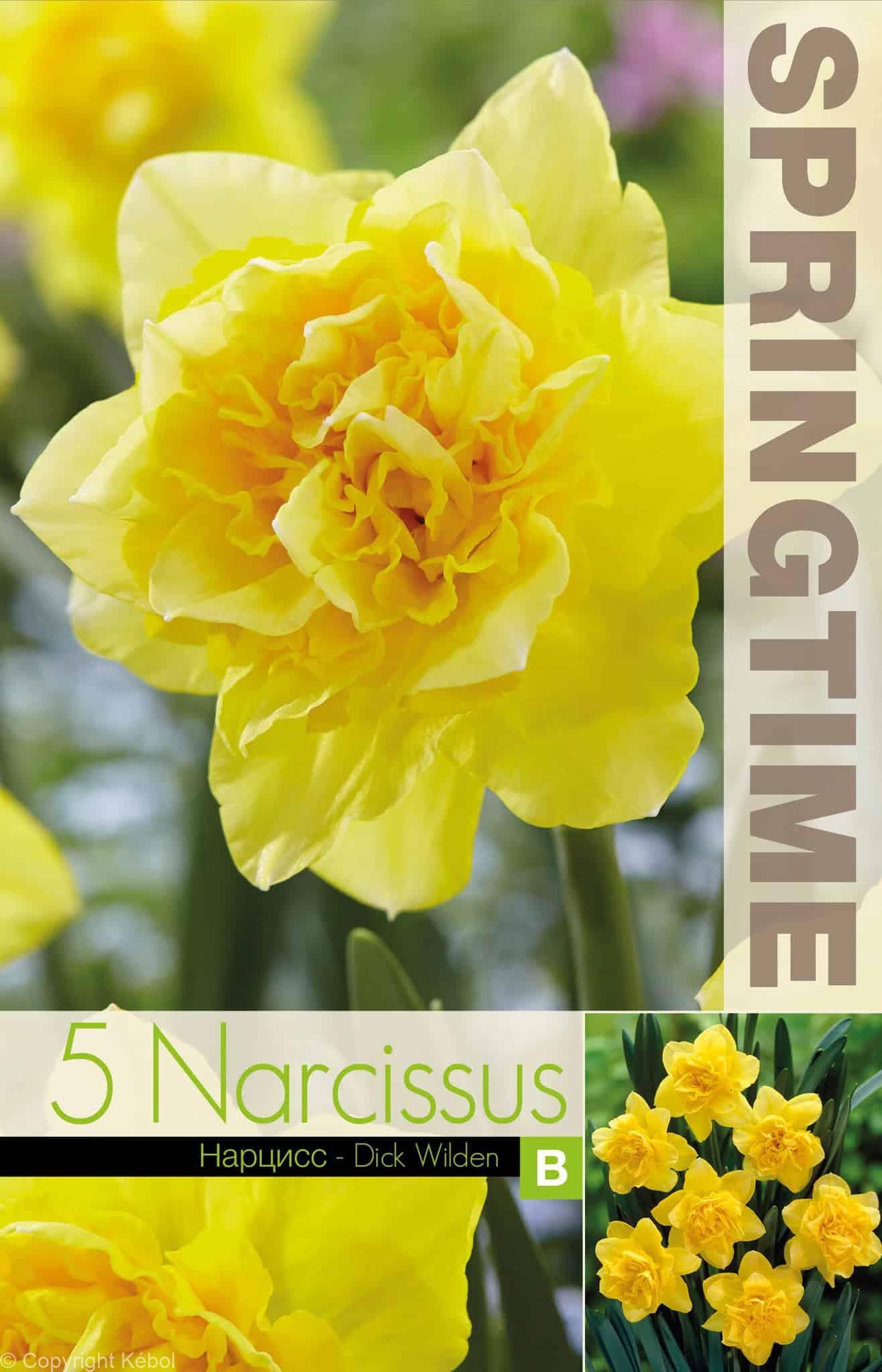 Narcissus Dick Wilden - RB