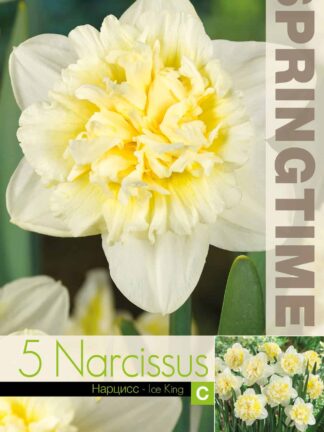 Narcissus Ice King - RB