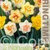 Narcissus Double Mixed - RB