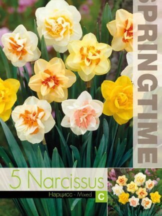 Narcissus Double Mixed - RB