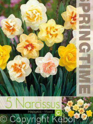 Narcissus Double Mixed - RB