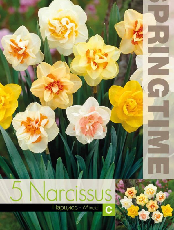 Narcissus Double Mixed - RB