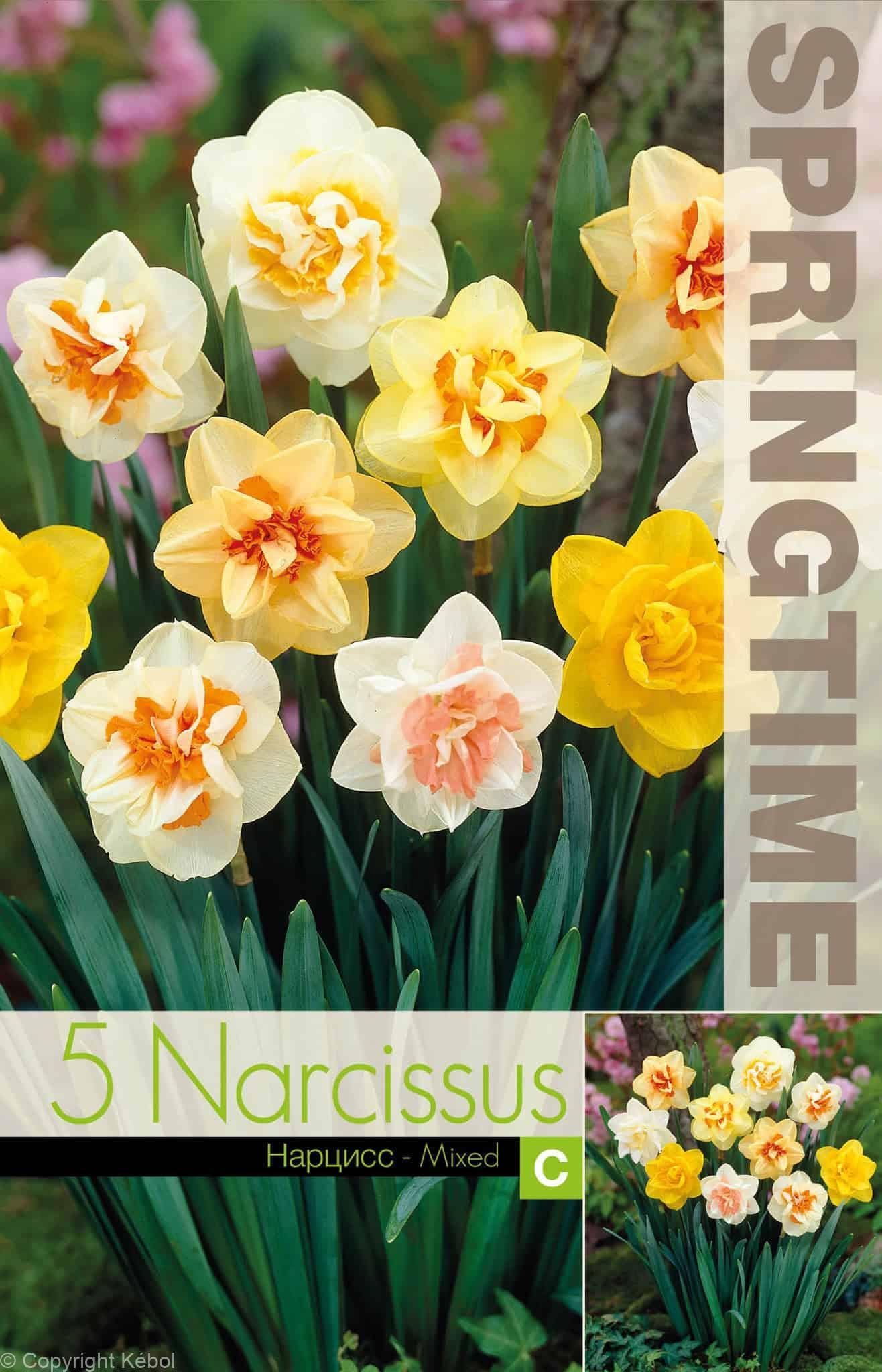 Narcissus Double Mixed - RB